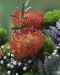 Pincushion Protea