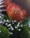 Pincushion Protea