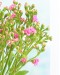 Kalanchoe 