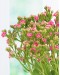 Kalanchoe 