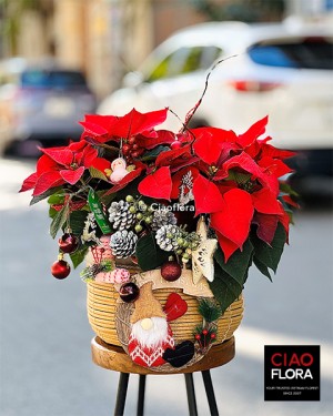 Poinsettia Basket